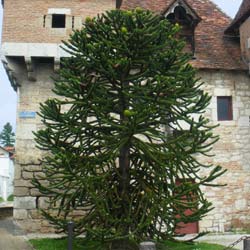 Monkey puzzle tree